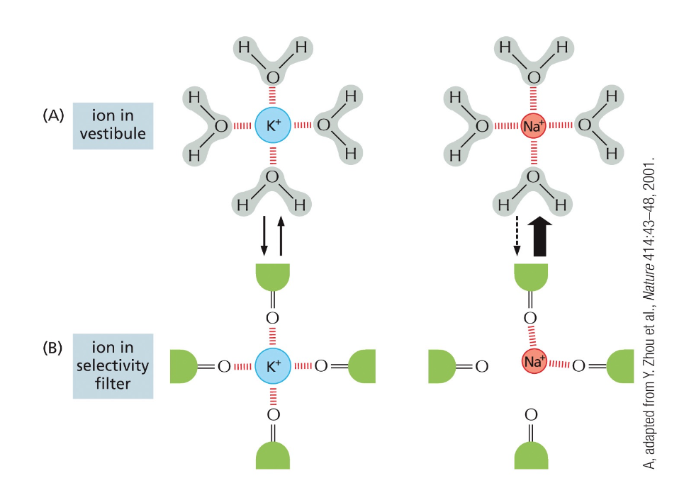 ion selectivity
