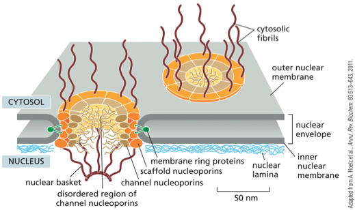 The Nuclear Envelope