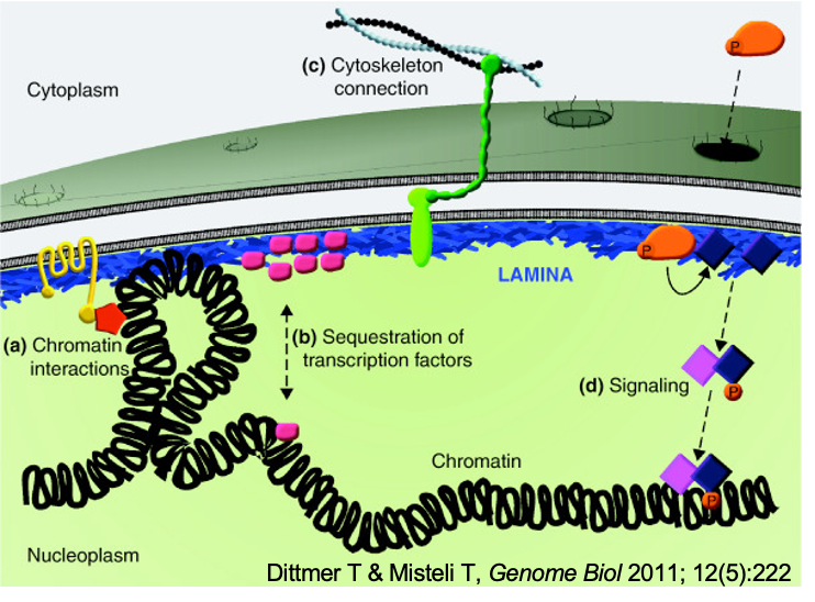 The Nuclear Lamina