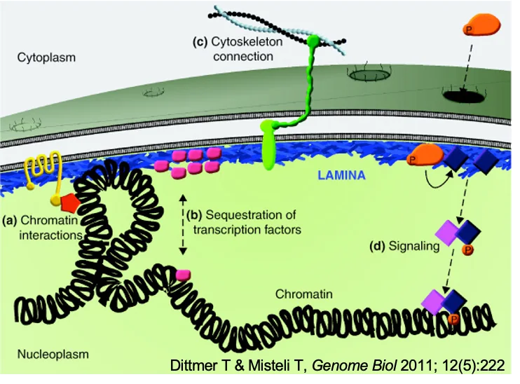 The Nuclear Lamina