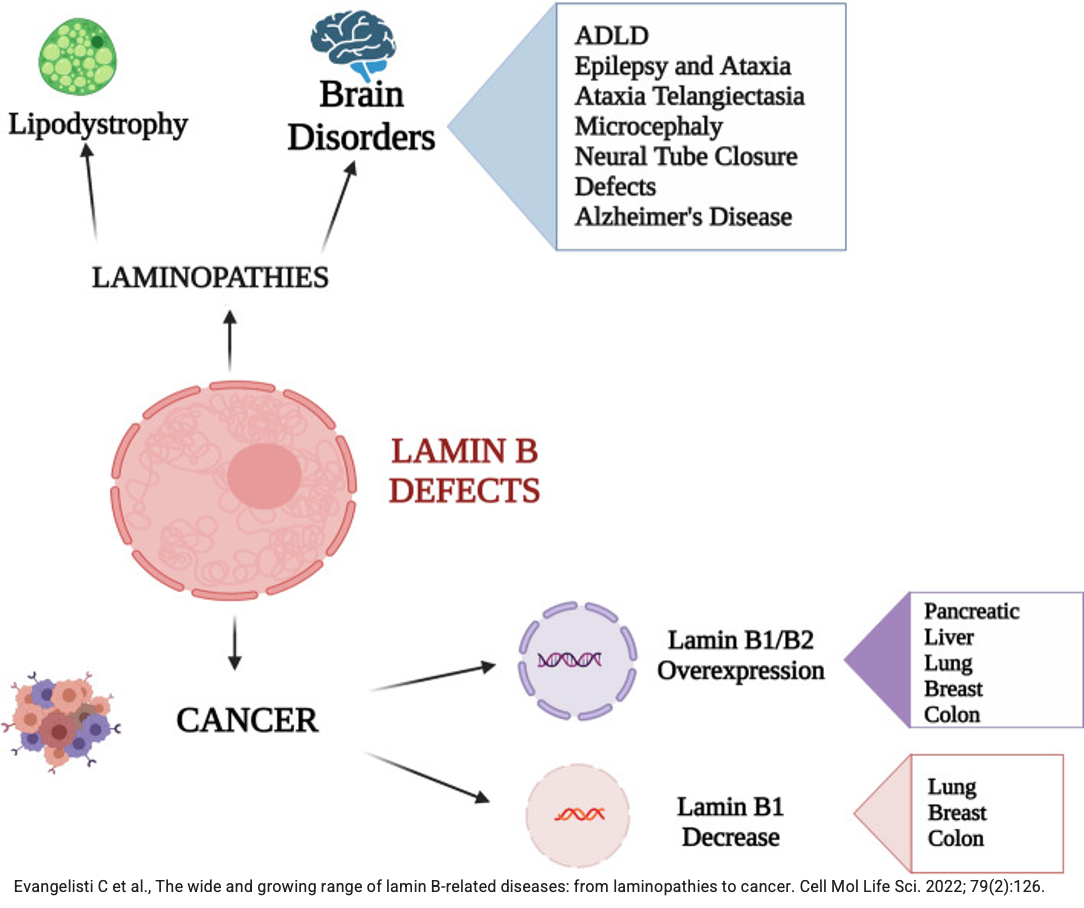 Lamin B Mutations