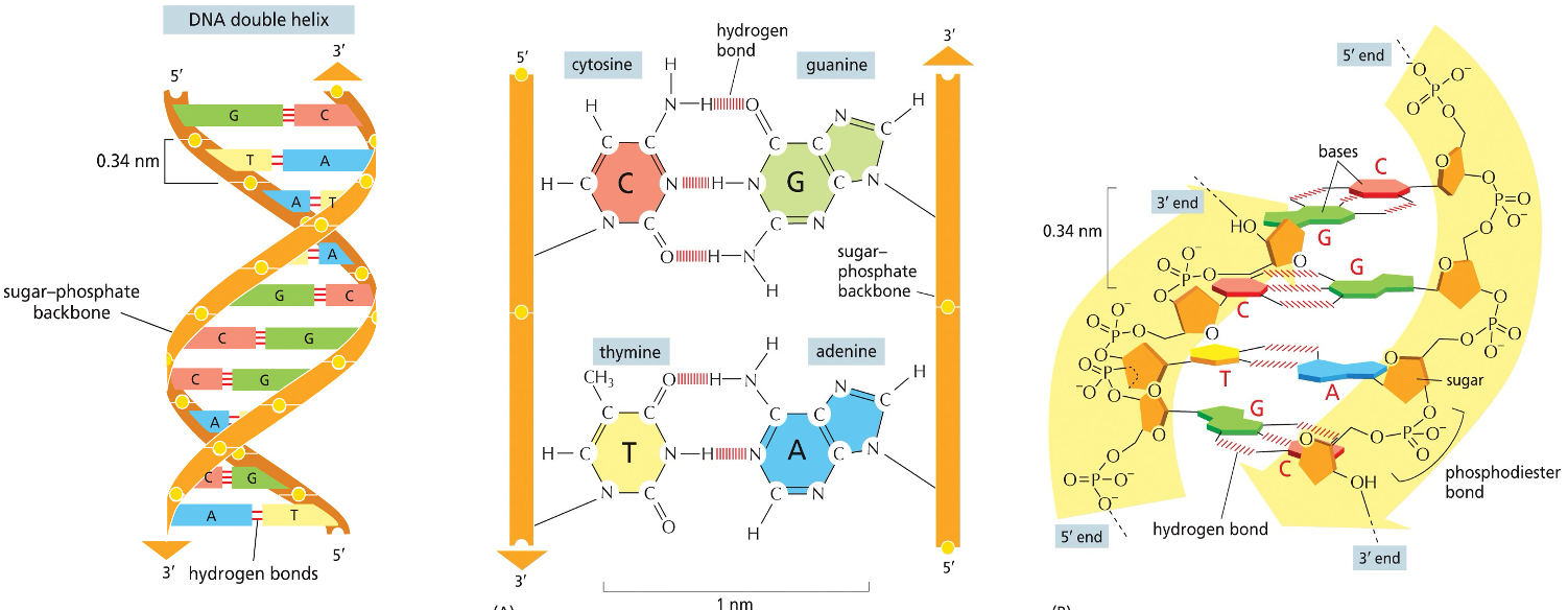 The Chromosome