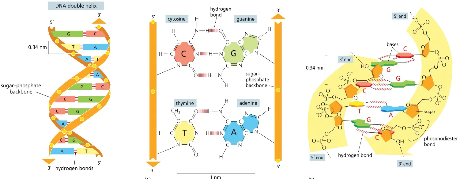 The Chromosome
