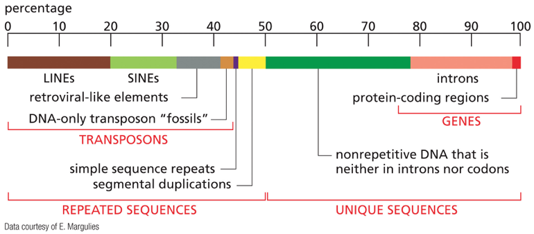The Human Genome