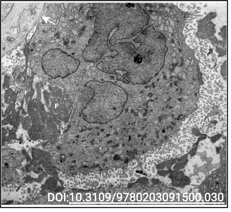 Trophoblasts