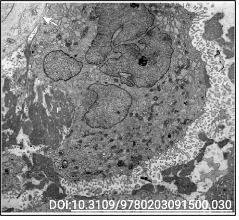 Trophoblasts
