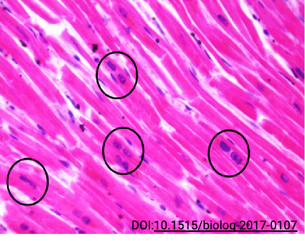 Cardiac muscle