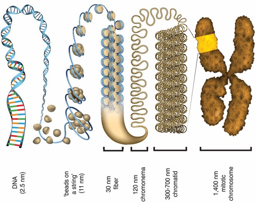 The Chromatin