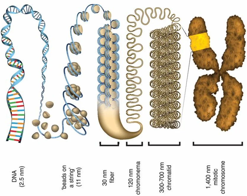 The Chromatin