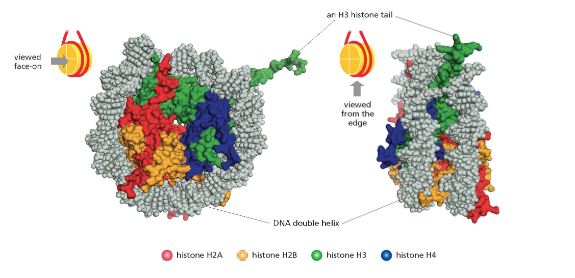 Histone