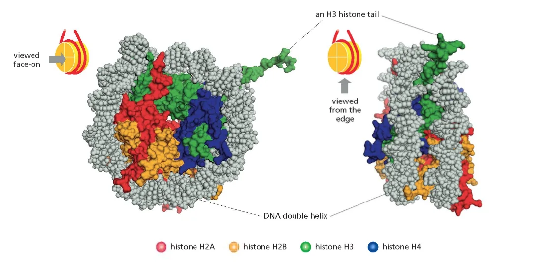 Histone