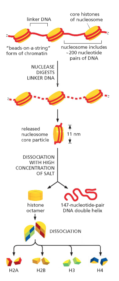 DNA