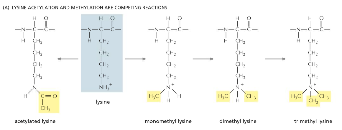 Acetylation