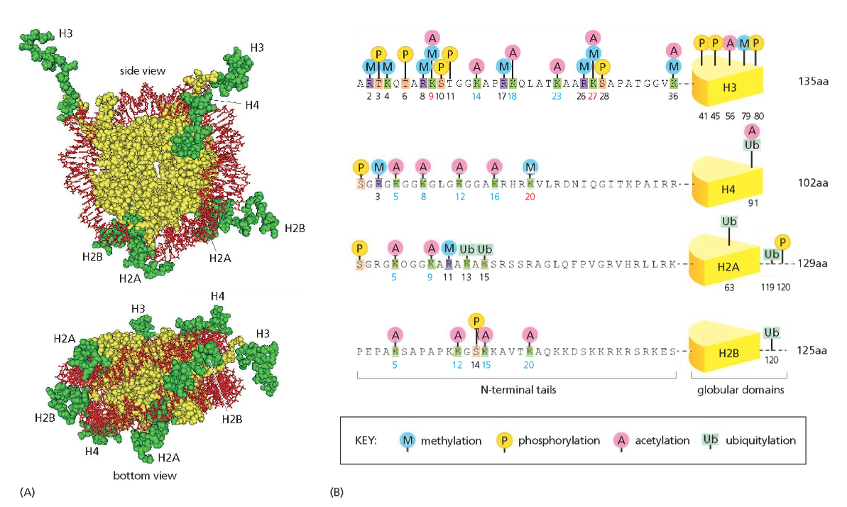 The covalent modification of core histones