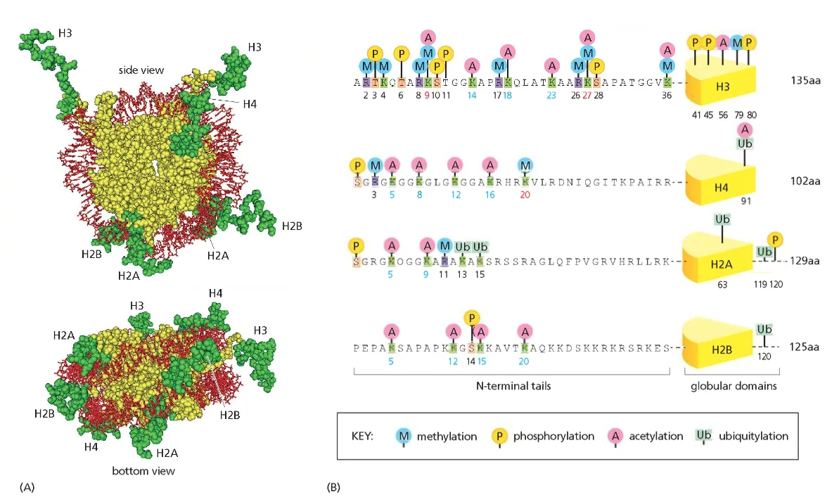 The covalent modification of core histones