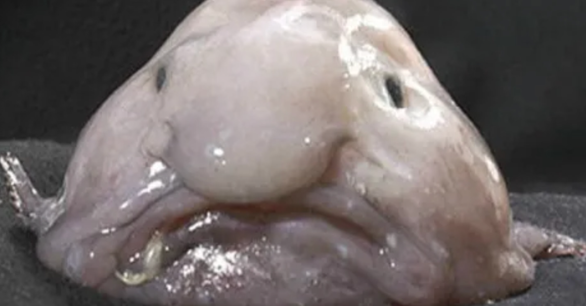 sad fish
