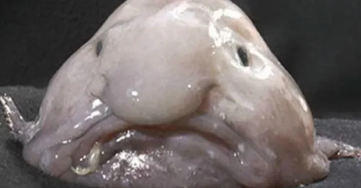 sad fish