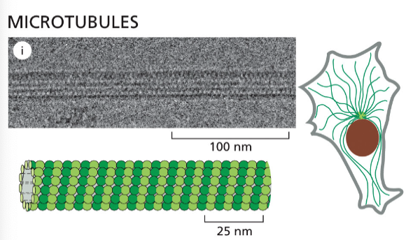 Microtubules