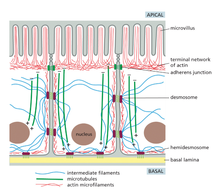 Apical