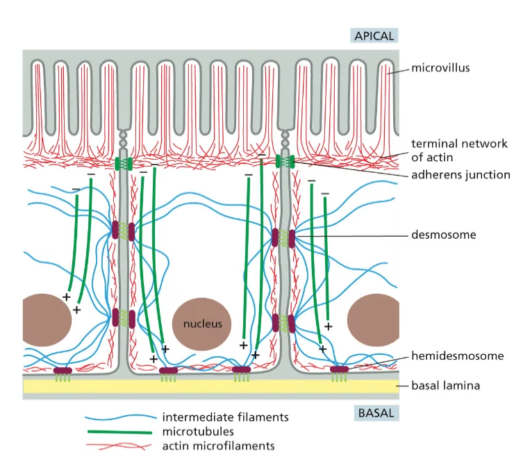 Apical