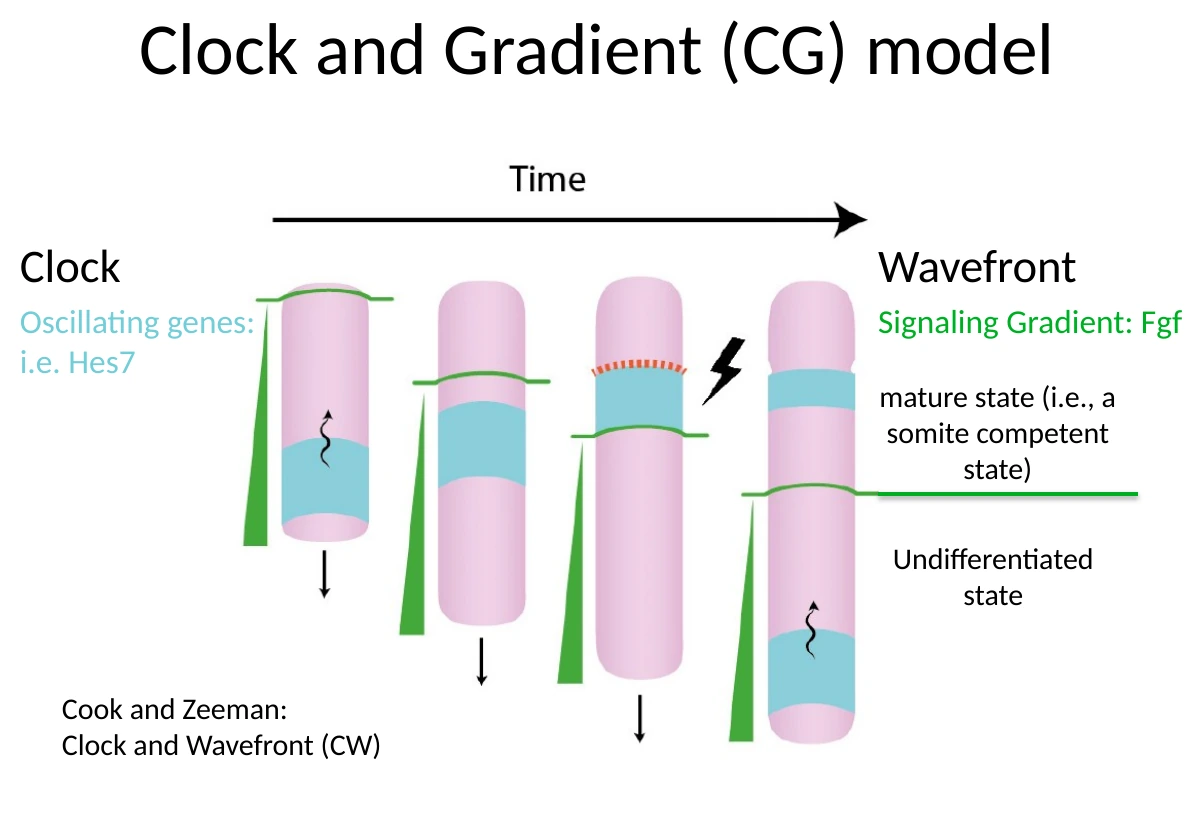 מודל Clock-and-Gradient: הגרדיאנט של FGF מגדיר את אזור הבשלות, והשעון האוסילטורי קובע מתי תופעל תוכנית הסגמנטציה.