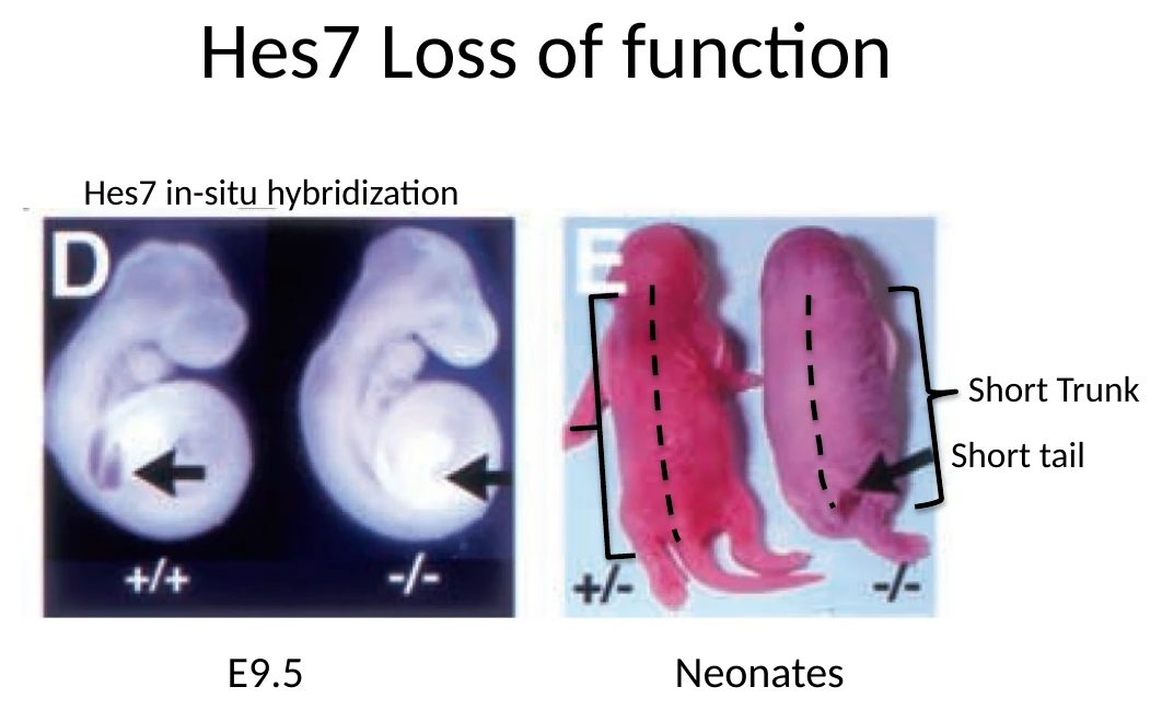 Hes7 loss of function: בעובר E9.5 אין ביטוי של Hes7, וביילודים רואים גֵּו קצר וזנב קצר.