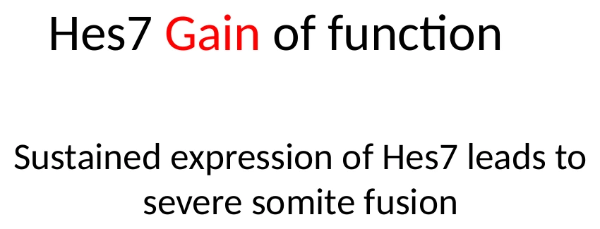 Hes7 gain of function: ביטוי קבוע של Hes7 גורם גם הוא לפגיעה בסגמנטציה.