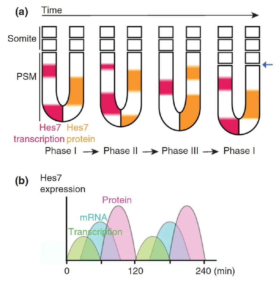 Hes7 transcription ו־Hes7 protein אינם מופיעים באותו זמן. כאשר יש תעתוק של Hes7 אין חלבון, וכאשר יש חלבון Hes7 התעתוק מדוכא.