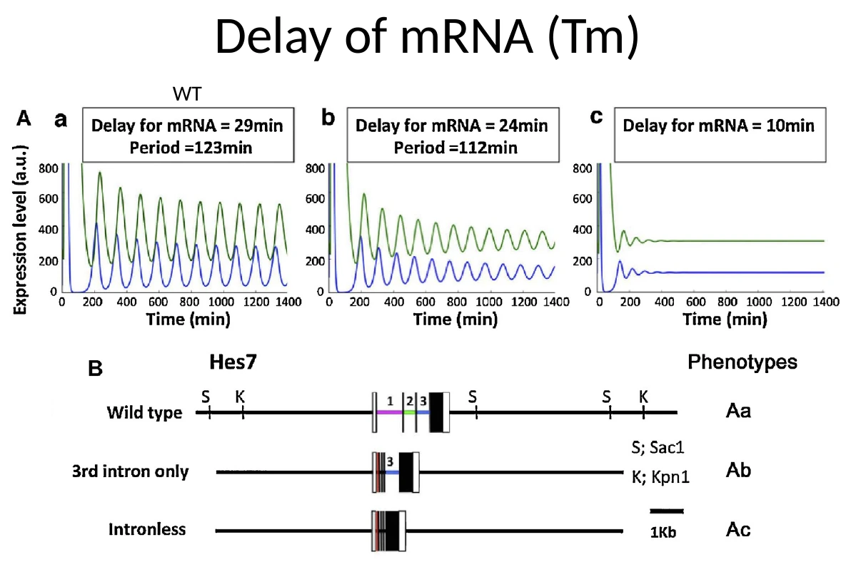 קיצור הדיליי של mRNA באמצעות הסרת אינטרונים משנה את מחזוריות Hes7 ופוגע בסגמנטציה.