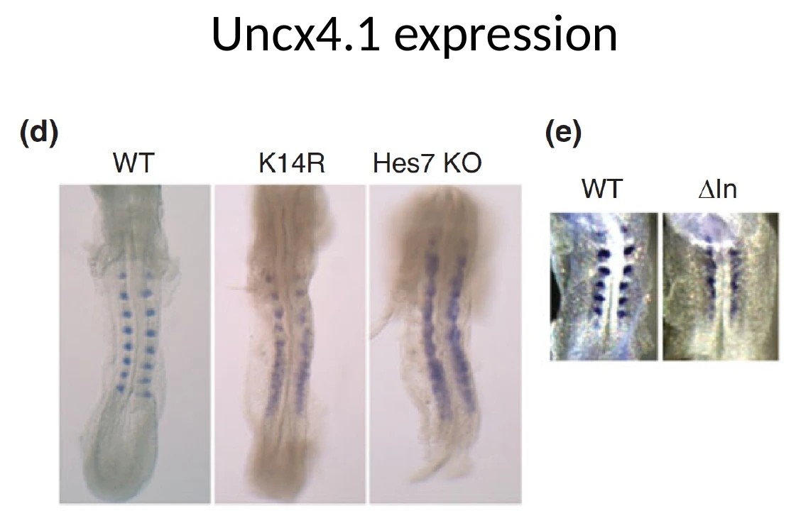 Uncx4.1 כמרקר לסומיט: ב־Wild type רואים סומיטים מופרדים; ב־K14R נוצרים כמה סומיטים ראשונים ואז איחוי; ב־Hes7 KO יש איחוי חמור.