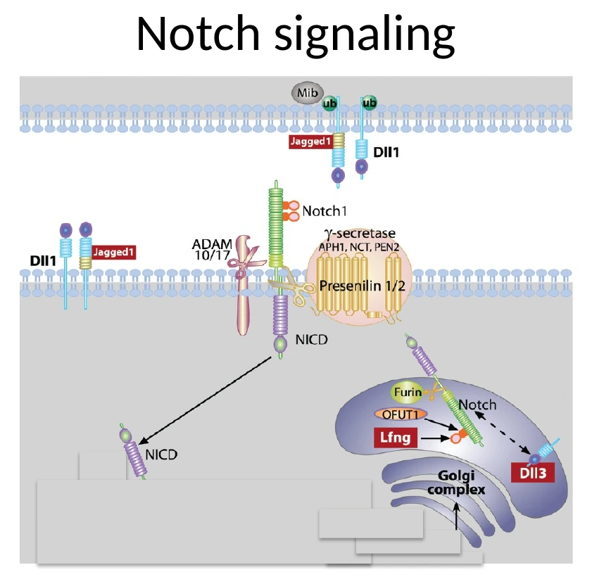 Notch signaling: קישור ליגנד לרצפטור Notch מוביל לשחרור הדומיין התוך־תאי, שנכנס לגרעין ומשפיע על שעתוק.