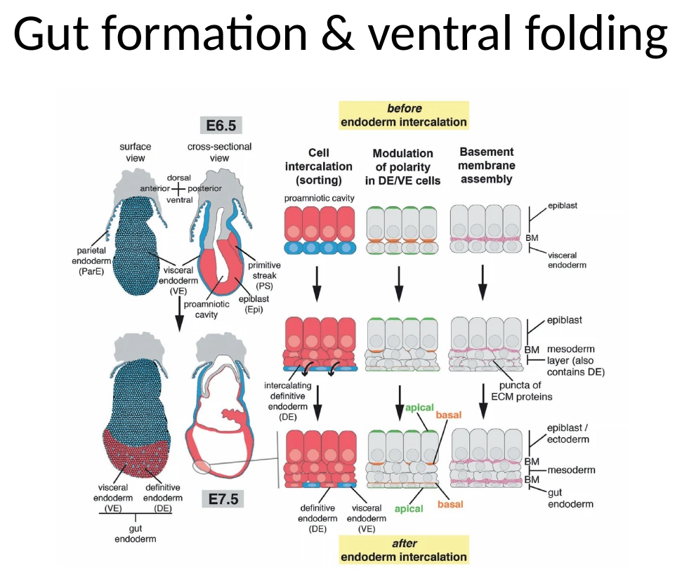 סקירה של Gut formation ו־Ventral folding.