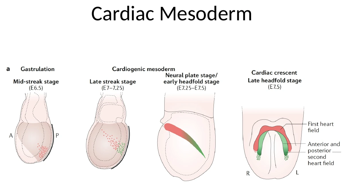 Cardiac mesoderm מוקדם: תאים קרדיאליים יוצאים מה־Primitive Streak ונודדים ליצירת שדות קרדיאליים.