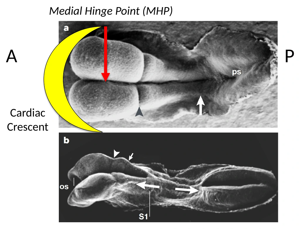 Cardiac Crescent ביחס ל־Neural plate ולציר האנטריורי-פוסטריורי.