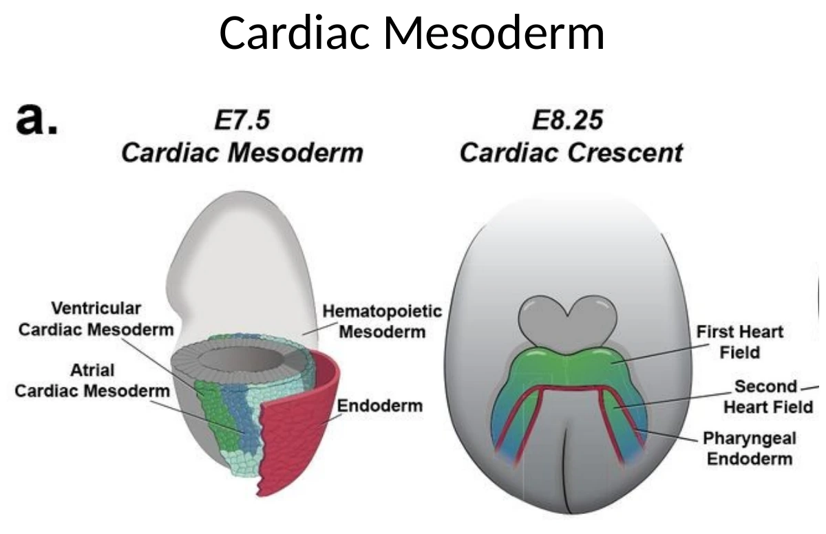 בשלב מאוחר יותר ה־Cardiac Crescent יוצר את שדות הלב הראשונים והשניים.