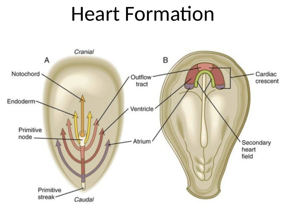 תיאור סכמטי של Heart Formation: תאי Cardiac mesoderm יוצרים קשת קדמית ובהמשך יתאחדו ויתארגנו לצינור לבבי.