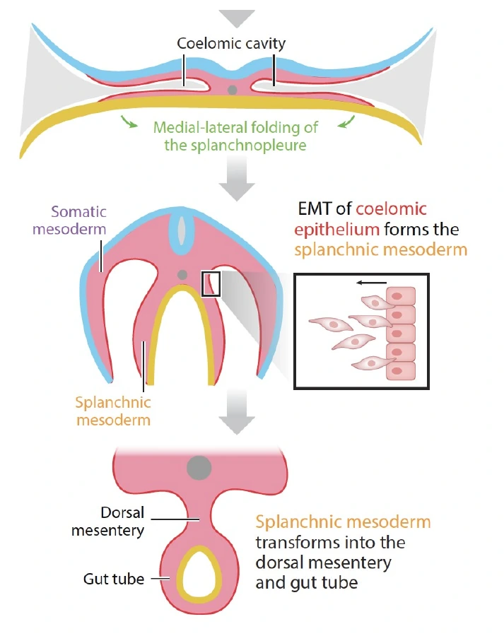 קיפול לטרלי: Endoderm ו־Splanchnopleure נסגרים סביב חלל ה־Gut tube.