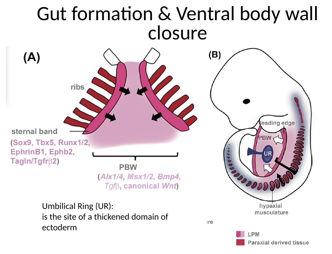 Umbilical ring: אזור החיבור בין העובר לרקמות החוץ־עובריות בזמן סגירת דופן הגוף.