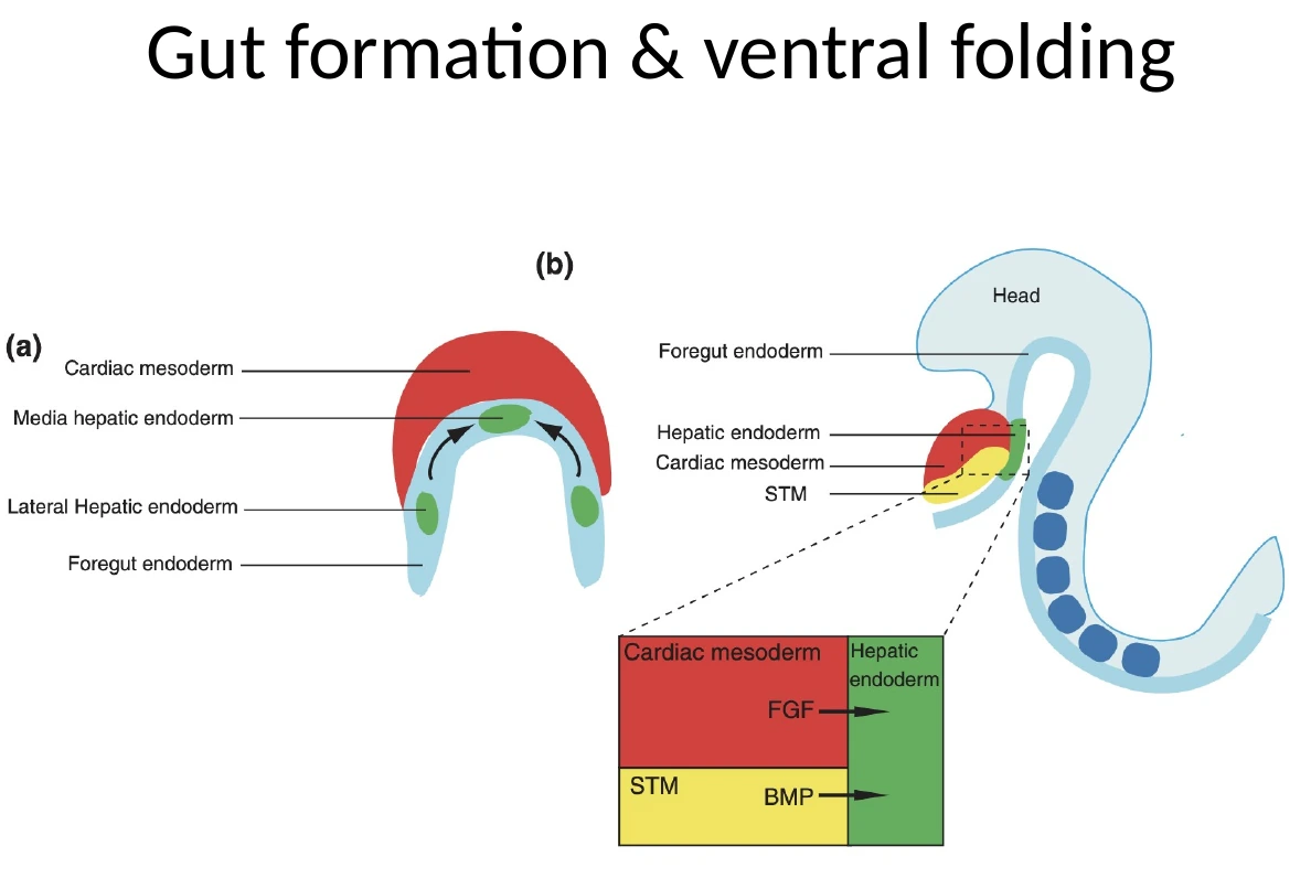 אזורי endoderm שונים לאורך הצינור: Foregut, Midgut, Hindgut והתחלות של איברים פנימיים.