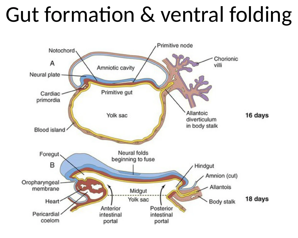 דוגמאות למיקום איברי Endoderm באדם בשלבים מוקדמים: Thyroid, lung bud, liver, pancreas ואזורי gut שונים.