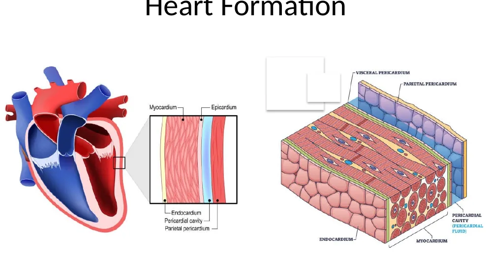 שכבות הלב: Endocardium, Myocardium, Epicardium והחלל הפריקרדיאלי