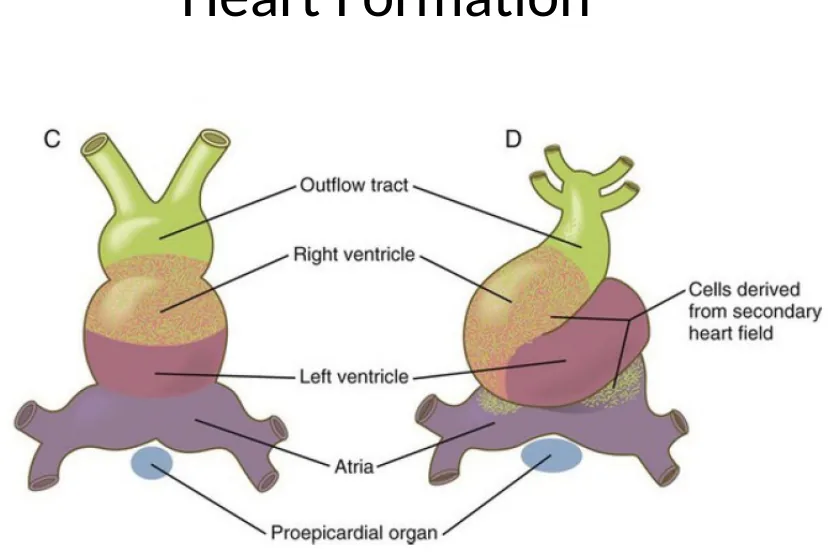 Heart tube לאחר looping: מיקום עתידי של חדרים, עליות ו־outflow tract