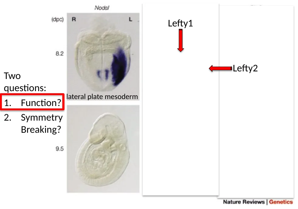 ביטוי א-סימטרי של Nodal, Lefty1, Lefty2 ו־Pitx2 בצד שמאל וב־midline