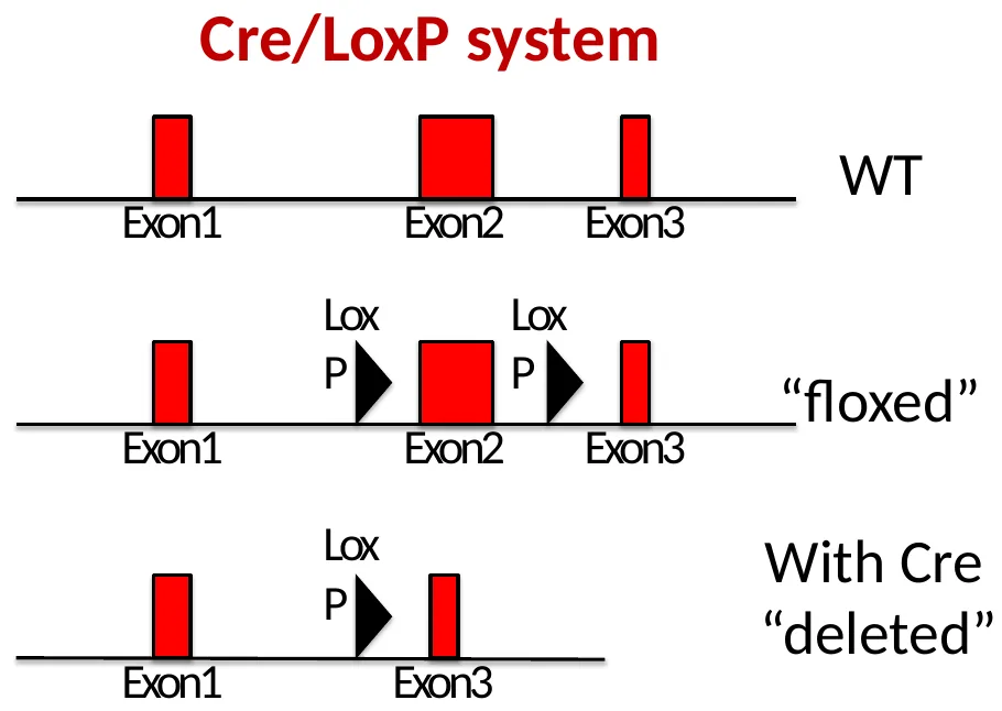 סכמת Cre/loxP: אלל WT, אלל floxed ואלל deleted לאחר ביטוי Cre
