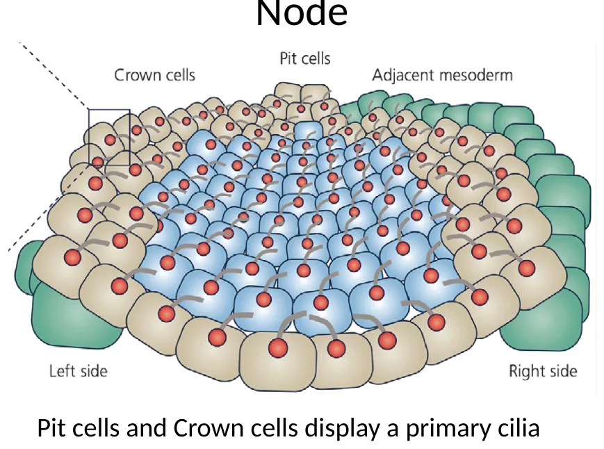 מבנה ה־Node: Pit cells במרכז ו־Crown cells בהיקף
