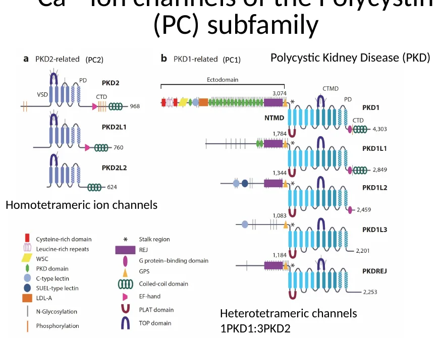 משפחת הפוליציסטין: PKD2-related ו־PKD1-related