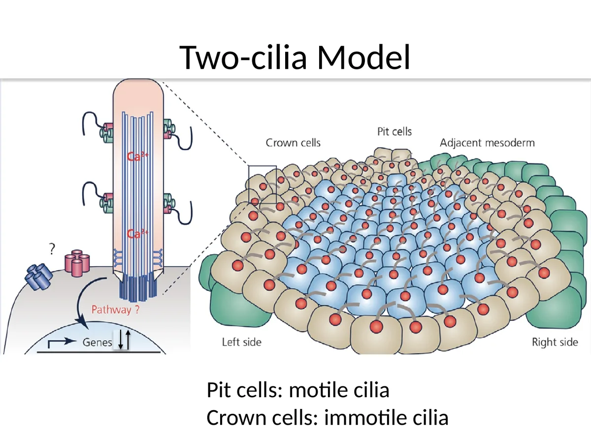 Two-cilia model: תאי Pit במרכז ה־Node עם סיליות נעות, ותאי Crown סביבם עם סיליות שאינן נעות.
