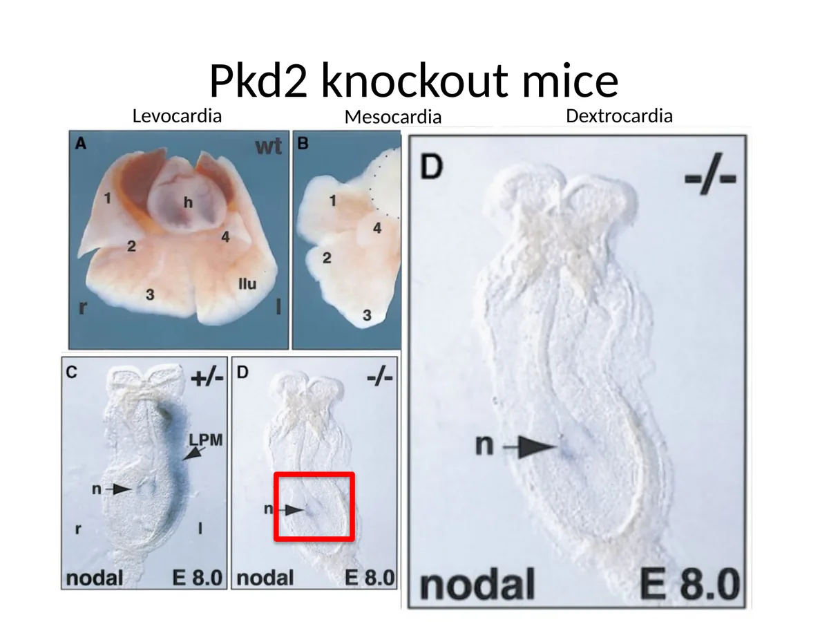 Pkd2 knockout mice: Laterality defects, כולל Mesocardia/Dextrocardia, Right lung isomerism ואובדן ביטוי Nodal ב־left LPM.
