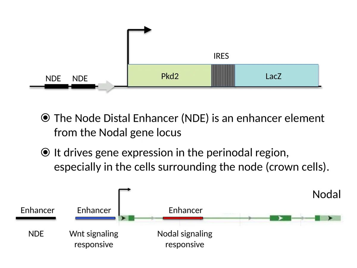 NDE transgene: enhancer מתוך הלוקוס של Nodal שמכוון ביטוי ל־perinodal region ול־Crown cells.