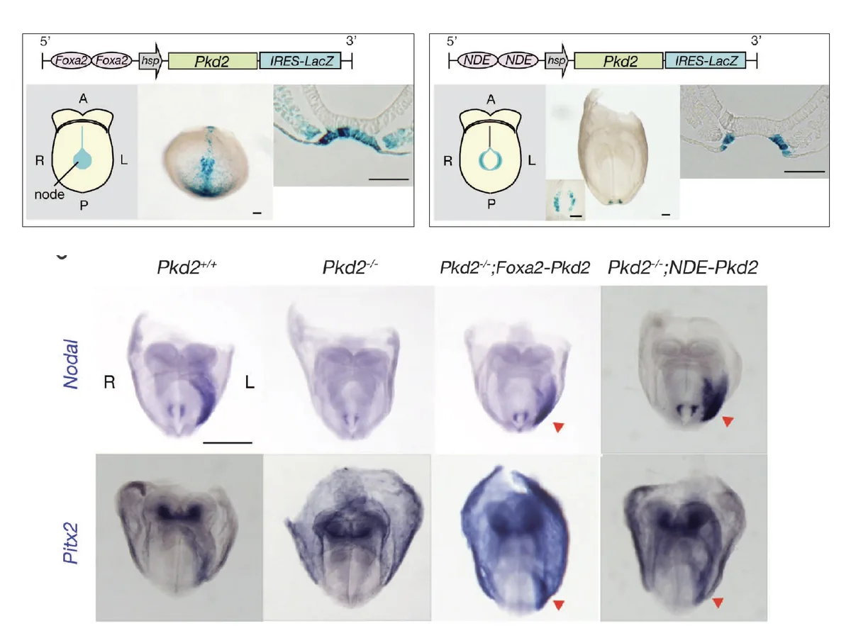 ניסויי Rescue: החזרת Pkd2 באזור FoxA2 או באמצעות NDE מחזירה ביטוי שמאלי של Nodal/Pitx2.